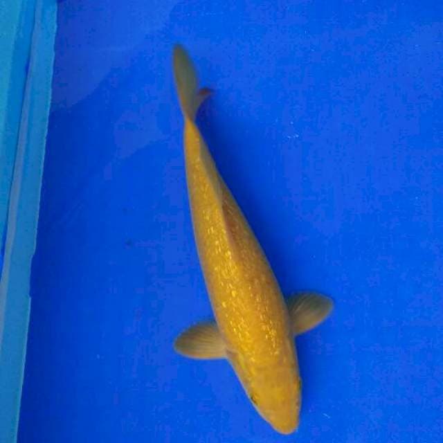 MIDORI ginrin 28cm