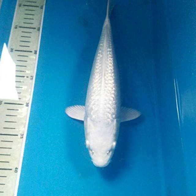 Platinum Ginrin 32 cm