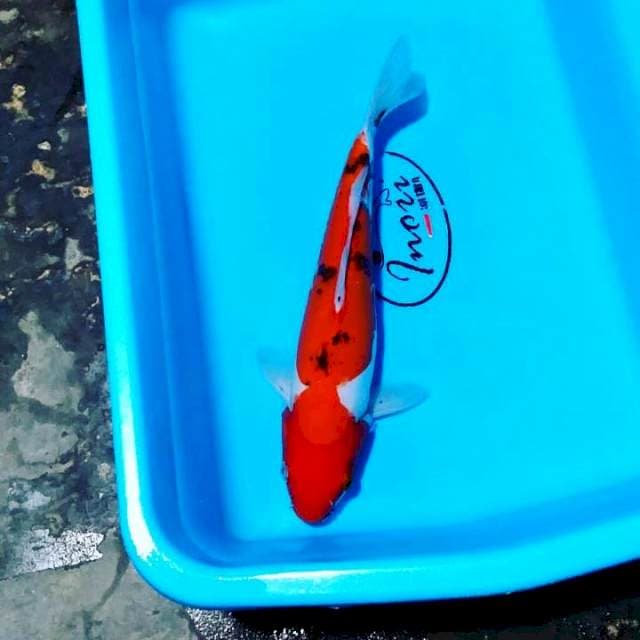 Sanke doit 28cm