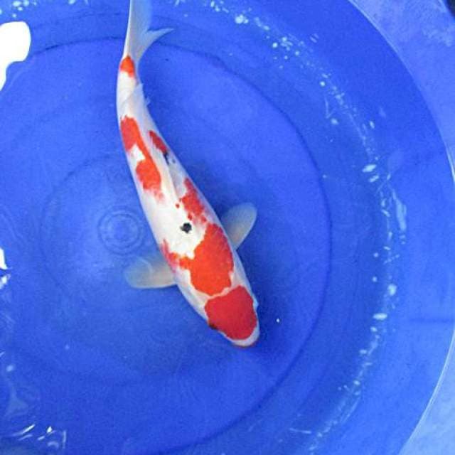 Maruten showa calon jumbo ±37cm