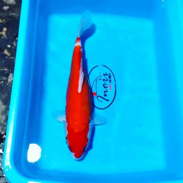 Kohaku doit 29 cm