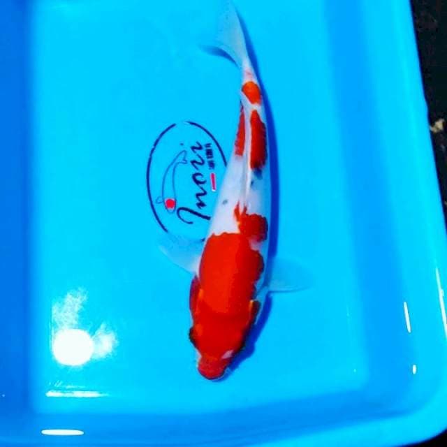 Sanke 28cm