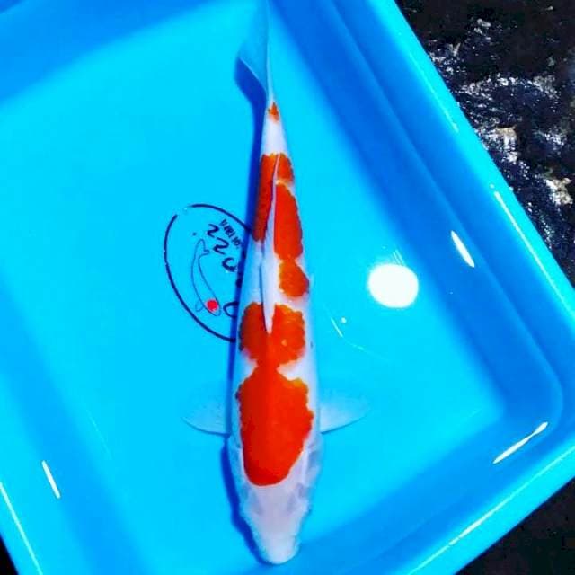 Kohaku male 33cm