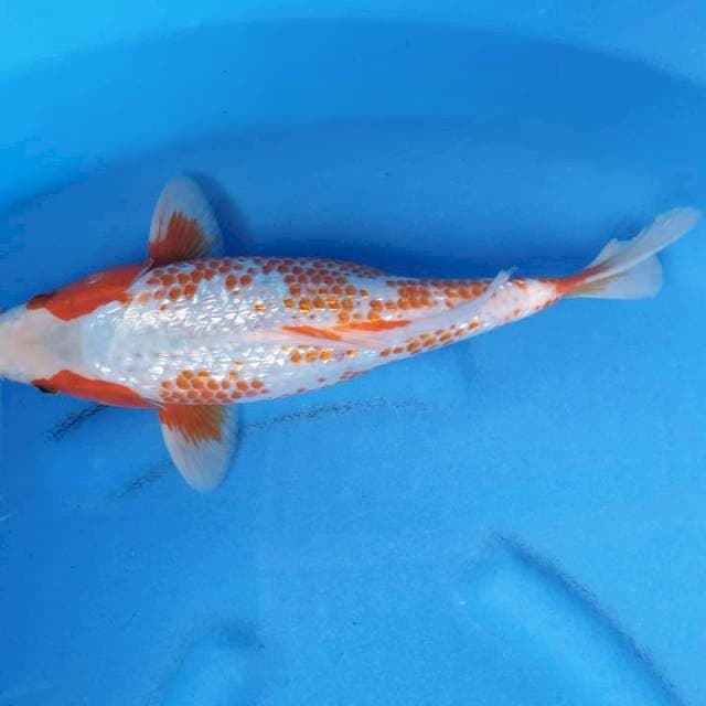 Mina Kamil Farm kanoko asagi Ginrin f1
