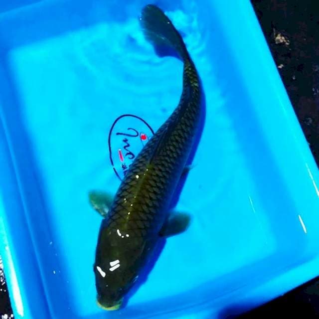 Chagoi 38cm