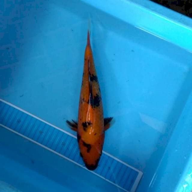 Hi utsuri