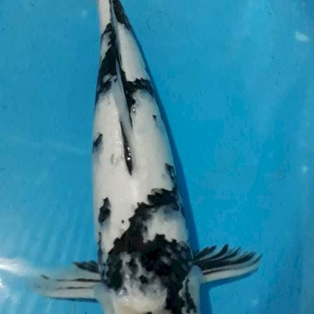 Shiro 47 cm