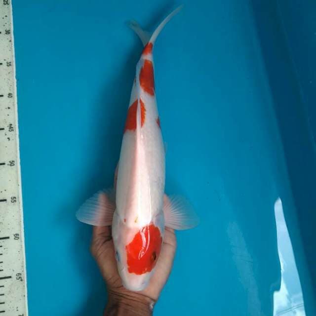 Kohaku Male, 40cm