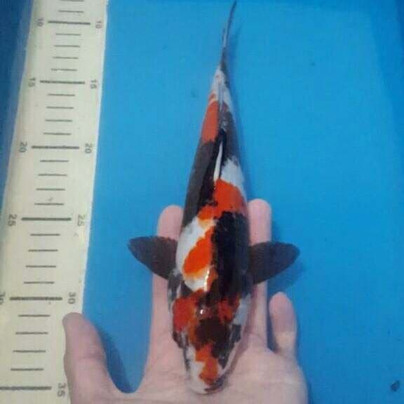 showa garang 30cm