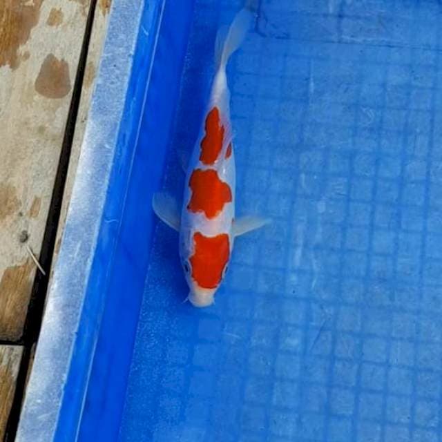 Kohaku Doitsu 22cm