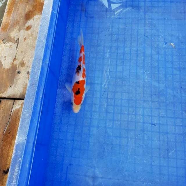 Sanke Tategoi 20cm