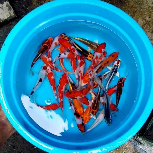 Paket mix original 30 ekor