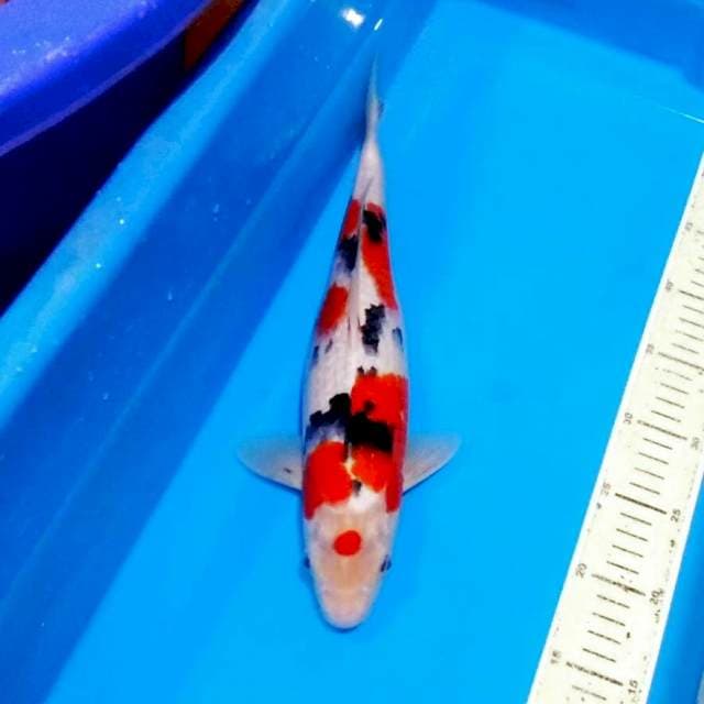 Tancho sanke ori kecil