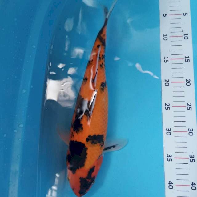 Showa 35cm