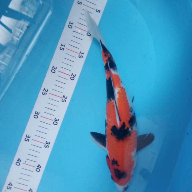 Showa 35cm