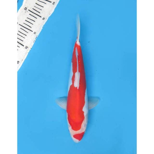 Maruten Kohaku Doitsu, 32cm - Male