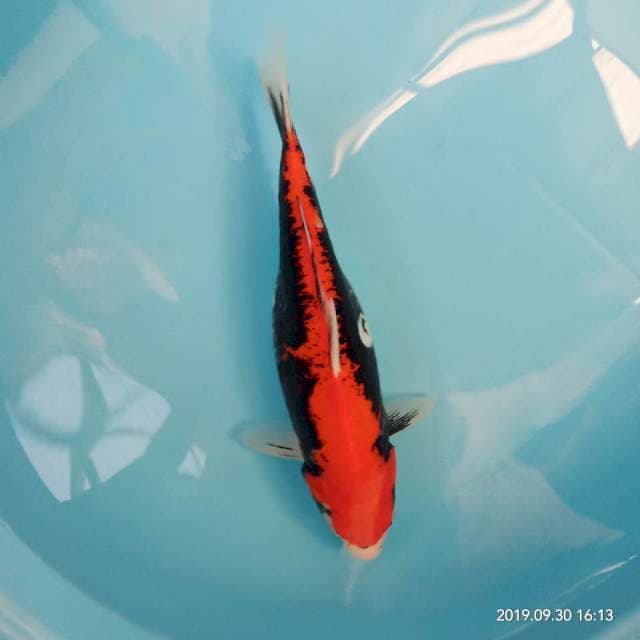Benikumonryu 35cm