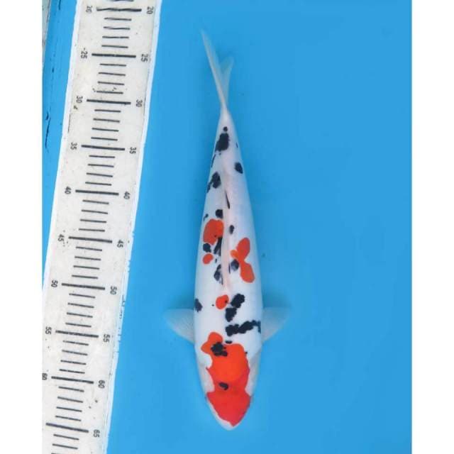 Sanke Sakura Calon Jumbo , 38cm - Female