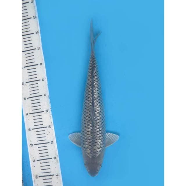 Soragoi Full Ginrin , 43cm - Male