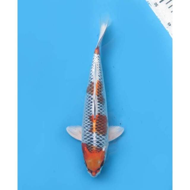 Beni Ginga , 31cm - Male