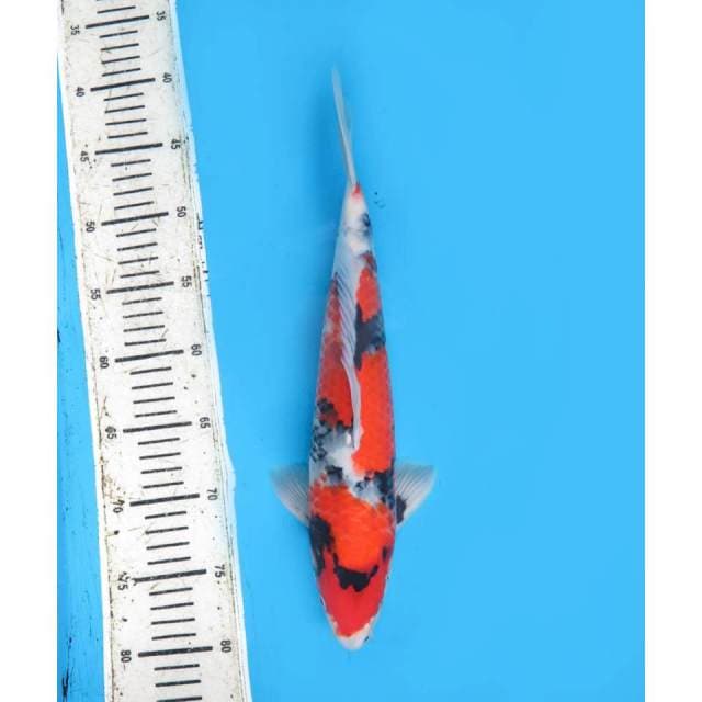 Showa Tategoi , 35cm - Male