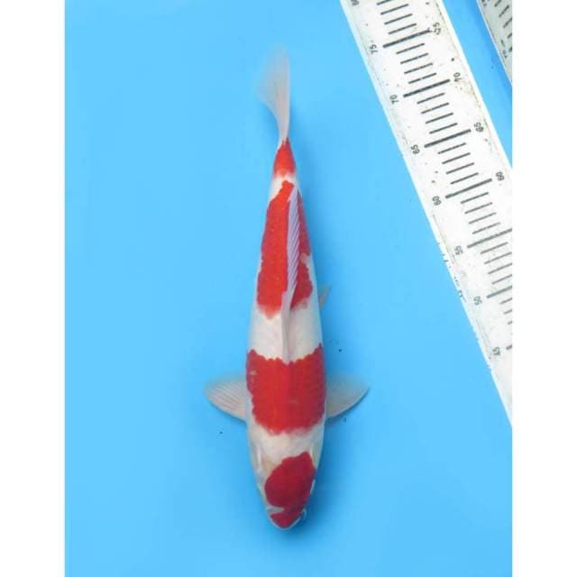 Kohaku Merah Darah Original, 38cm - Male