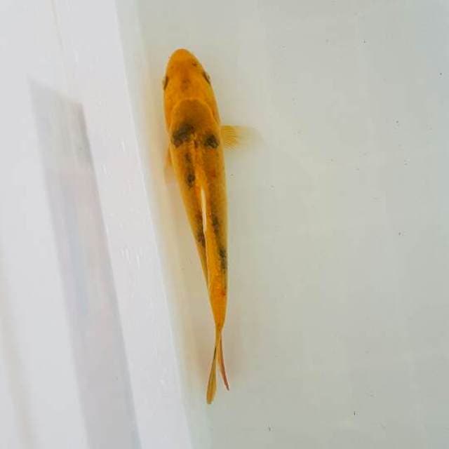 KIN UTSURI