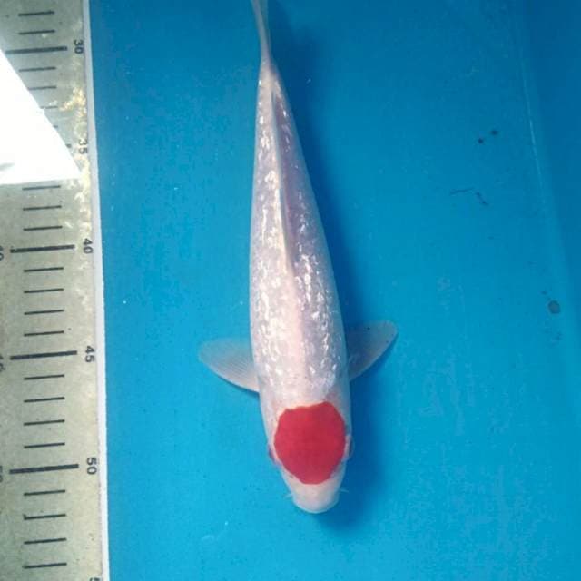 Tancho Kohaku Ginrin 25 cm