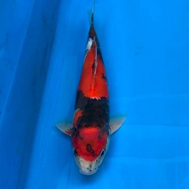 Showa Male Isa Bloodline 40BU