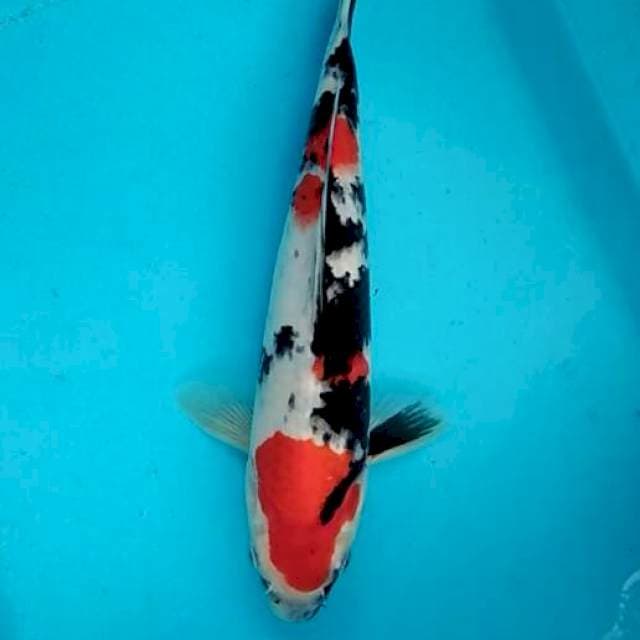Jumbo tosai showa bloodline jpn 29cm