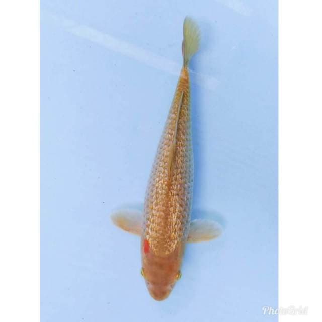 Ginrin Penjinak kolam