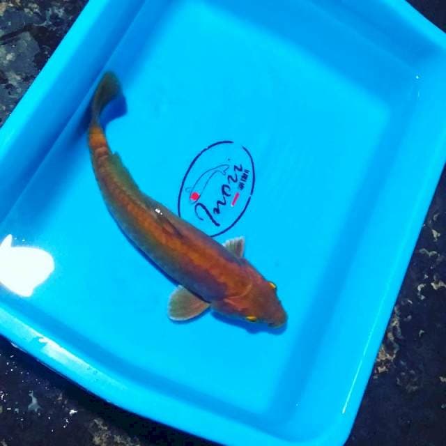 Aragoke 29cm