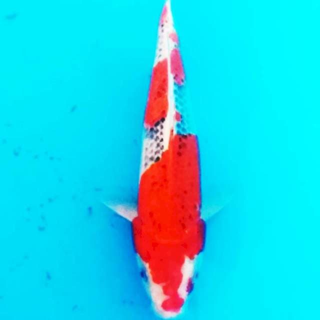 Goshiki red 30cm....