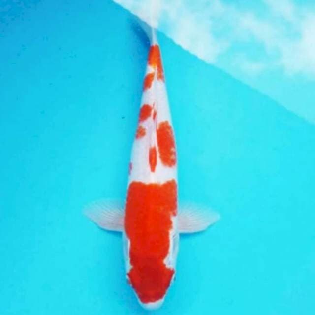 Kohaku 35cm