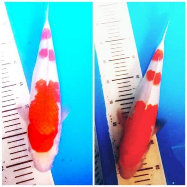 Kohaku jumbo 38cm