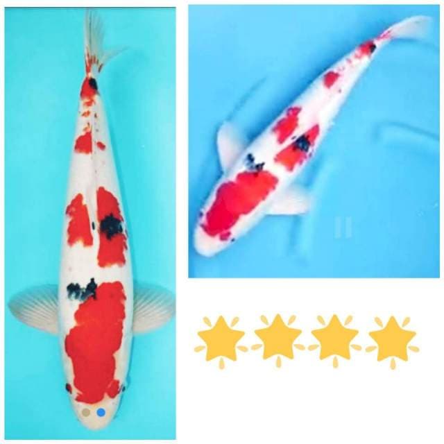 48cm super sanke merah pejantan bagus..ngejreng dikolam