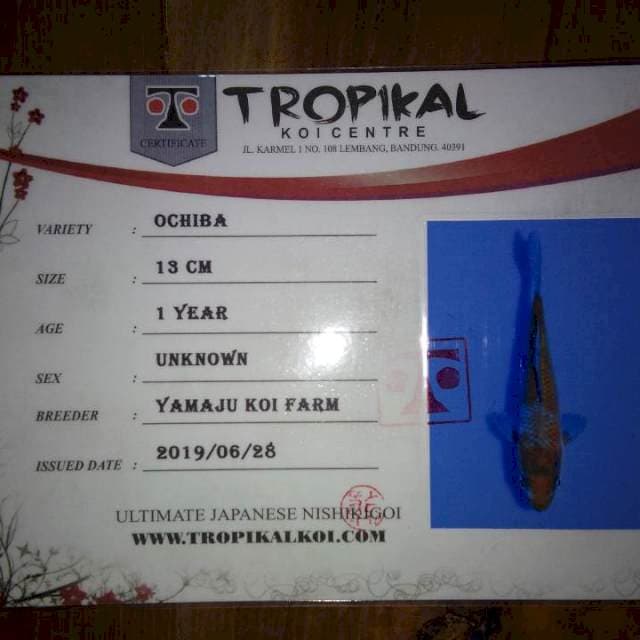 Ochiba (Yamaju) 15cm . Import dan Sertifikat