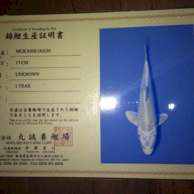 Mukashi Ogon (Marusei) 17cm. Import dan Sertifikat