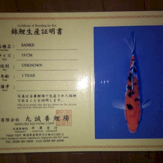 Sanke (Marusei). 19cm . Import dan Sertifikat