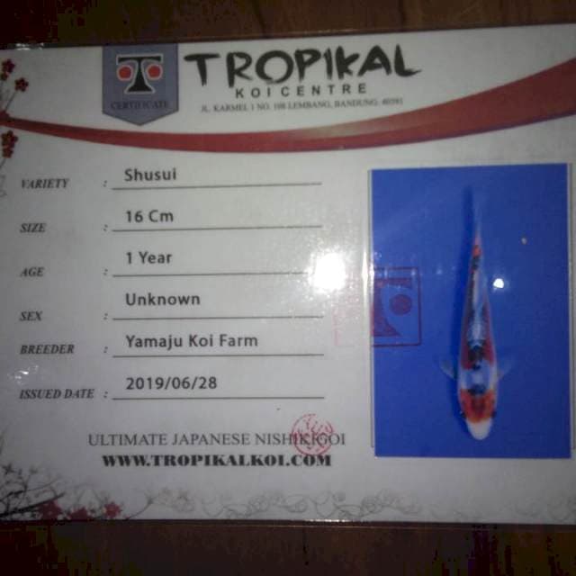 Shusui (yamaju) 16cm. Import dan Sertifikat