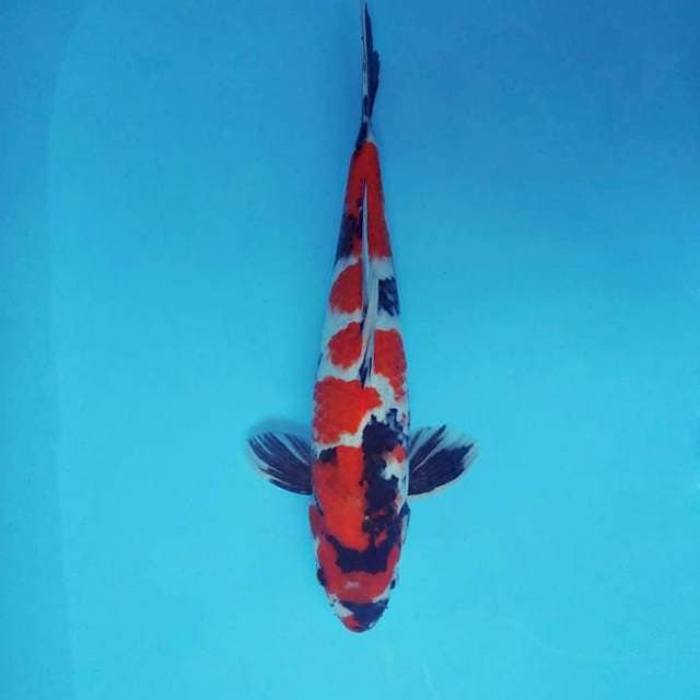 HANA 1 - SHOWA SANSOKU ®