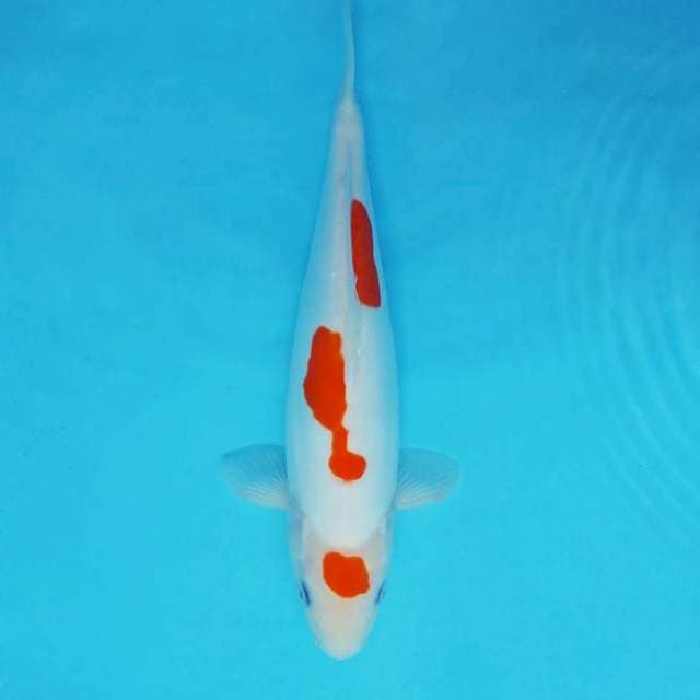 HANA 14 - KOHAKU DOITSU MURNI ®