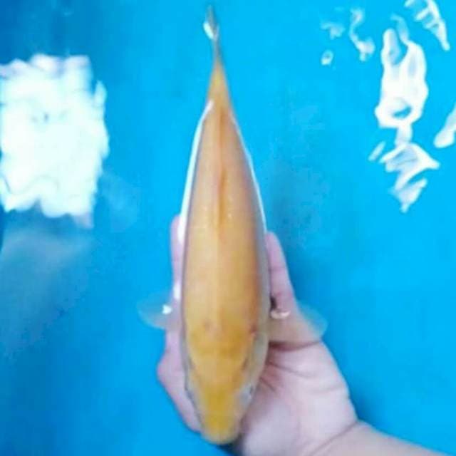 Karashi 28 cm top
