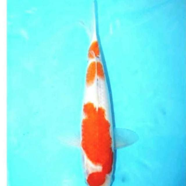 Shanke tategoi 31 cm top