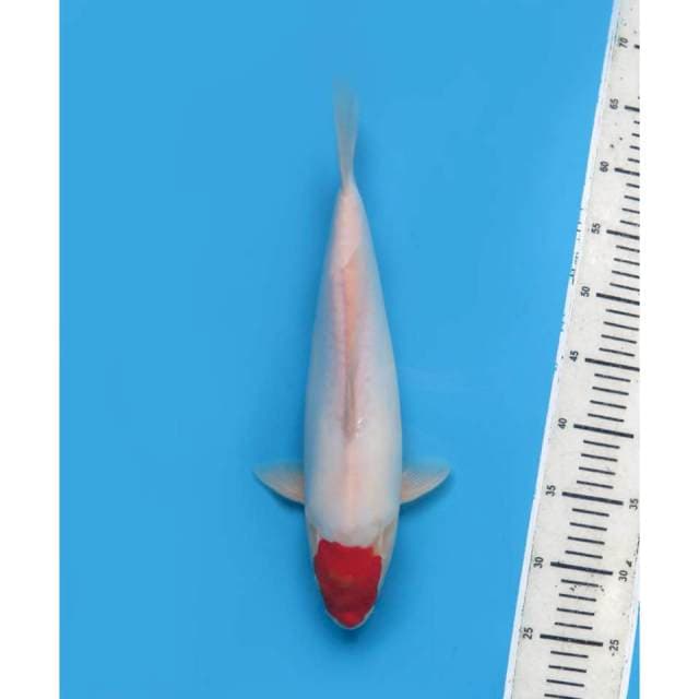 Tancho Doitsu Original, 36cm - Female