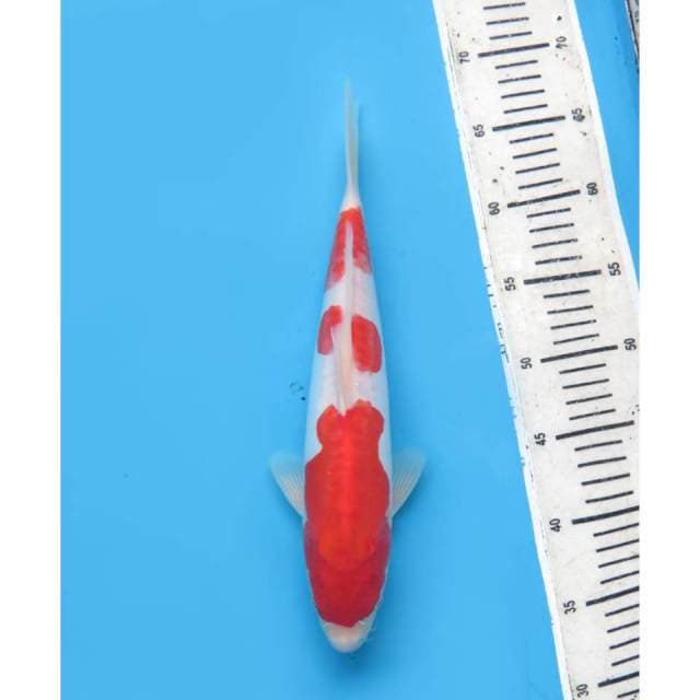 Sandan kohaku Doitsu SQ , 30cm - Male