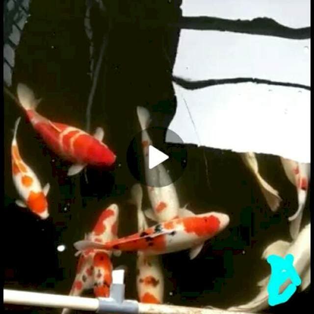 Mix koi