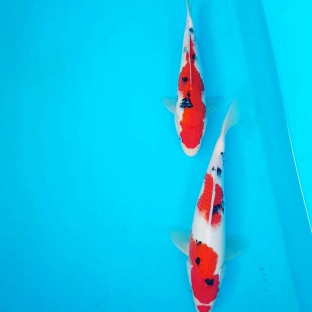 SANKE F1 23 & 27cm