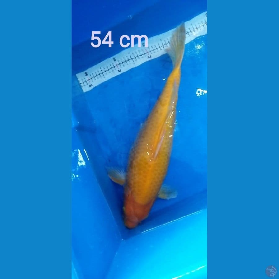 kharasi 54 cm