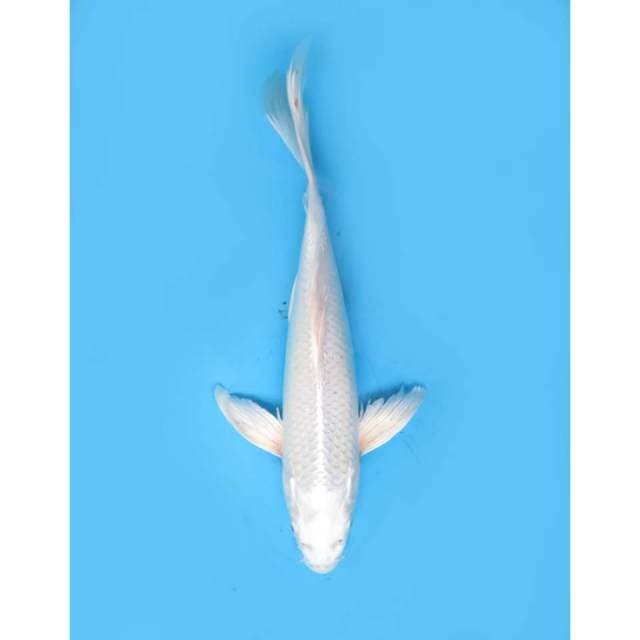 Kumpay platinum, 35cm - Male